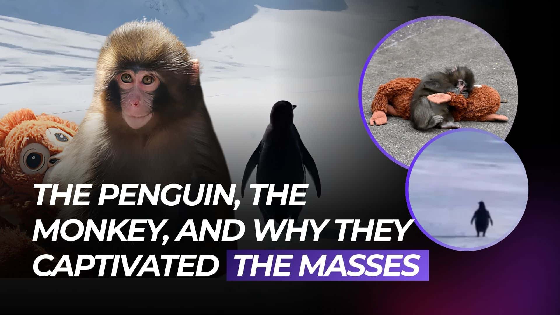 ATTN.LIVE WEB3AI The Penguin, The Monkey, and Why They Captivated the Masses